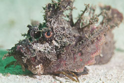 BD-111128-Raja-Ampat-5505-Scorpaenopsis-diabolus-(Cuvier.-1829)-[False-stonefish].jpg